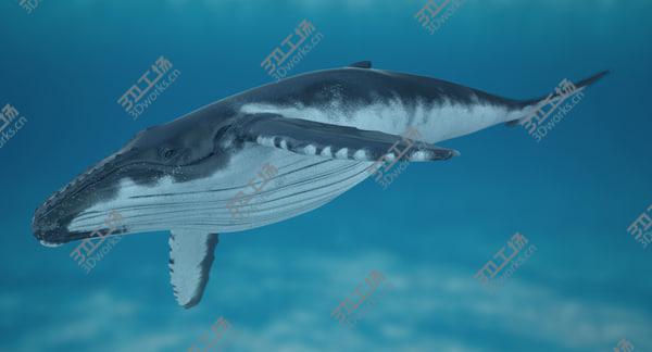 images/goods_img/20210312/Humpback Whale Rigged for Maya/5.jpg
